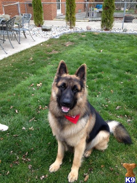 Stud Dogs in MI