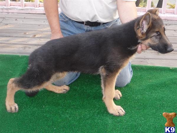 Puppies in San bernardino