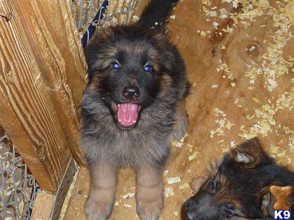 Puppies in San bernardino