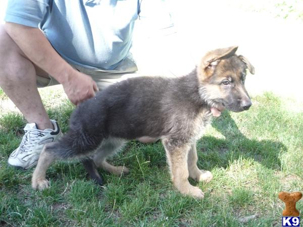 Puppies in San bernardino