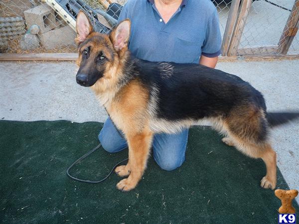 Dogs for Sale in CA