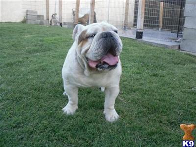 Dogs - English Bulldog