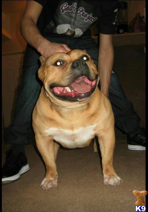 Stud Dogs in MI