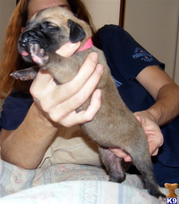 Puppies in NM