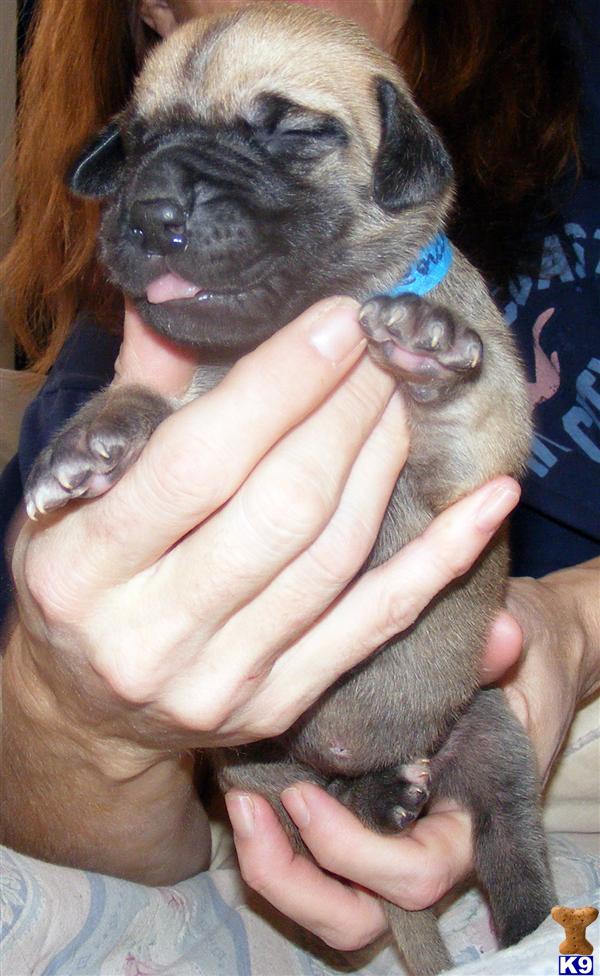 Puppies in NM