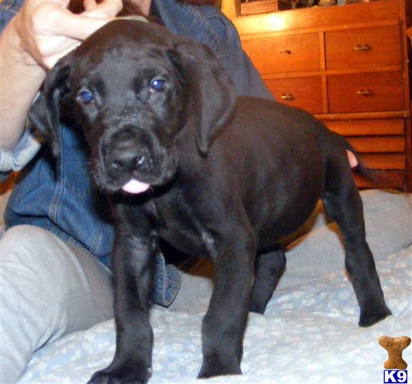 great dane bullmastiff mix puppies for sale mastiff puppies and dogs for sale and adoption in great dane bullmastiff mix puppies for sale mastiff puppies and dogs for sale and adoption in