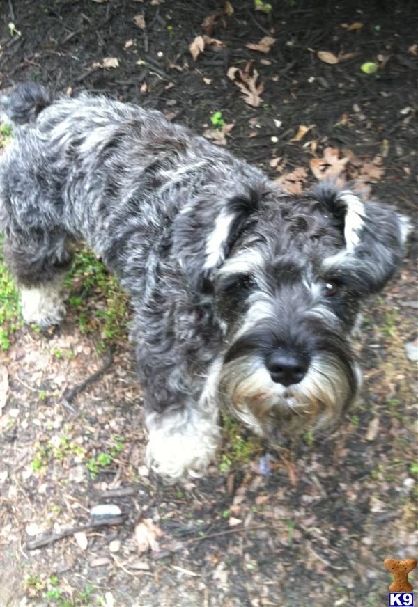 Stud Dogs - Miniature Schnauzer