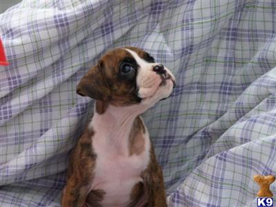 Boxer Puppies in TX