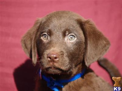 Labrador Retriever Puppies in TX