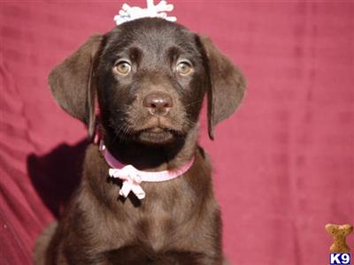 Labrador Retriever Puppies in TX