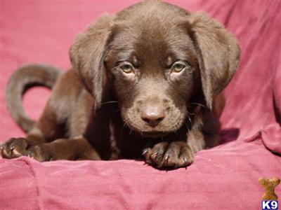 Labrador Retriever Puppies in TX