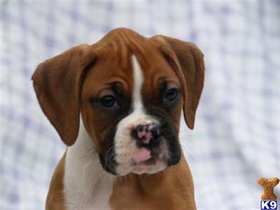 Boxer Puppies in TX