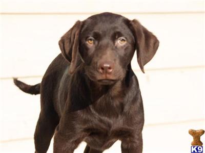 Labrador Retriever Puppies in TX
