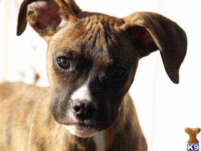 Boxer Puppies in TX
