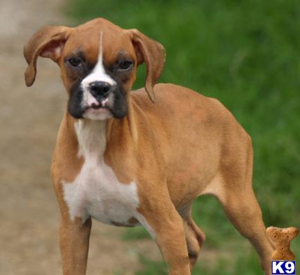 White Boxer Puppies Pa