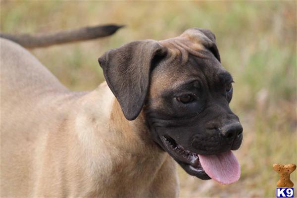 Bullmastiff Puppies