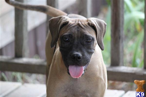 Bullmastiff Puppies