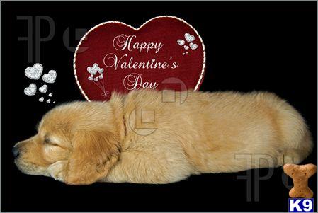 Golden Retriever Puppies in FL
