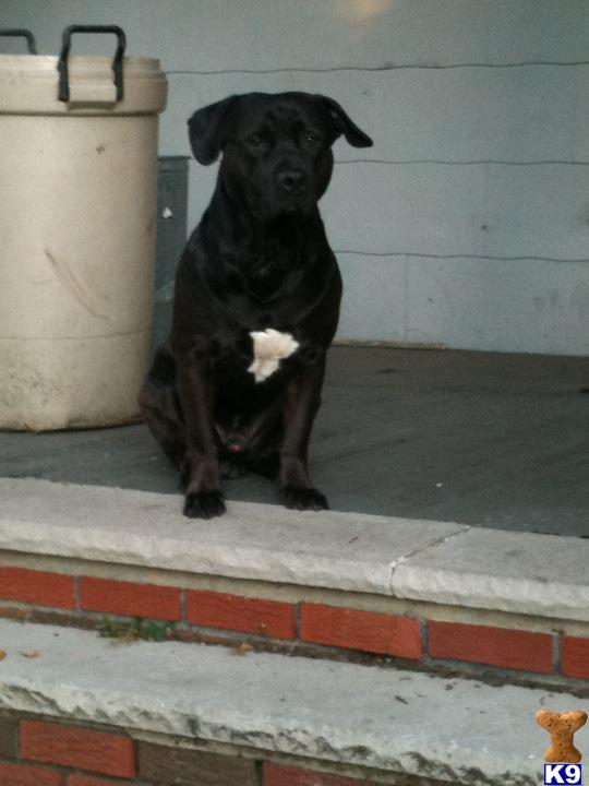 Stud Dogs in NJ