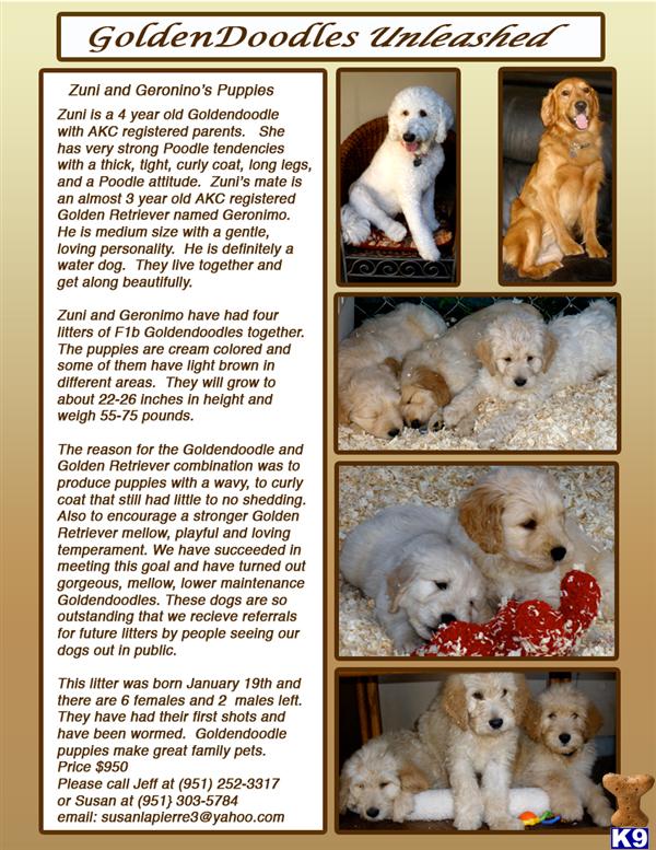 mini goldendoodle puppies for sale. goldendoodle breeders in