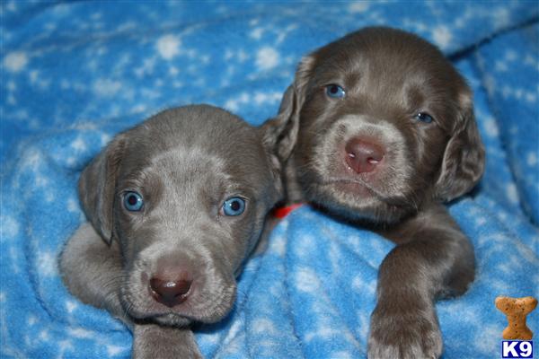 Weimaraner Puppies