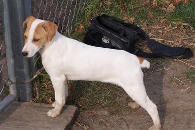 Stud Dogs in IL