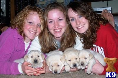 Puppies in IL