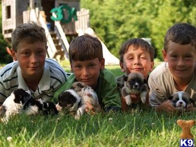 Puppies in IL