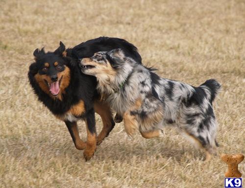 australian shepherd puppies illinois document moved australian shepherd puppies illinois document moved