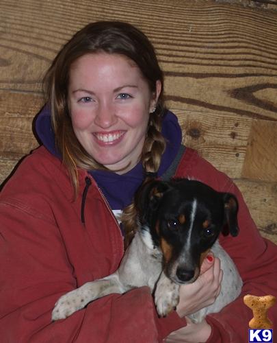 Stud Dogs - Jack Russell Terrier