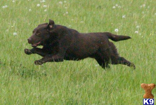 Stud Dogs in IL