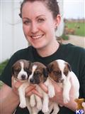 Jack Russell Terrier