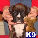 Puppies in Columbus