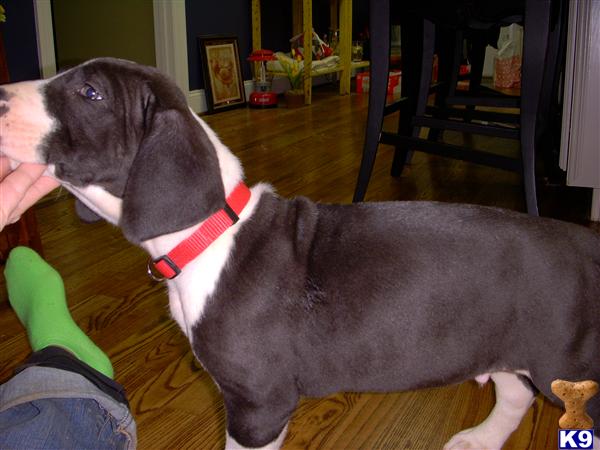 Puppies in AL