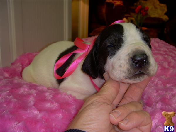 Puppies in AL