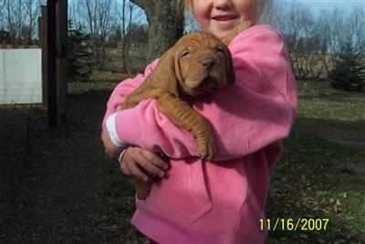 Vizsla Puppies for Sale