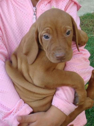 Vizsla Puppies for Sale