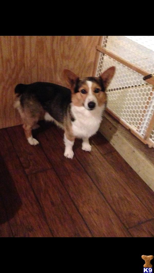 Stud Dogs - Pembroke Welsh Corgi