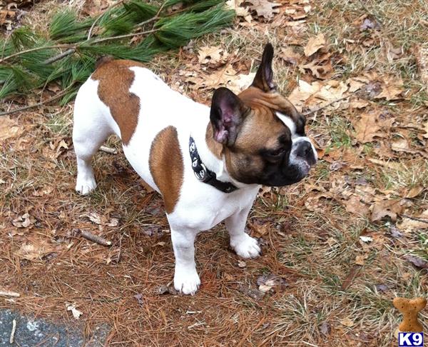 Stud Dogs - French Bulldog