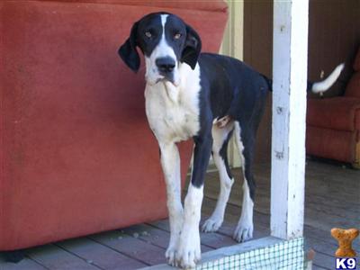 Dogs - Great Dane