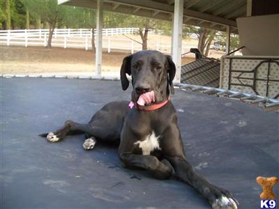 Puppies for Adoption