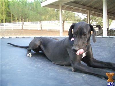Dogs - Great Dane