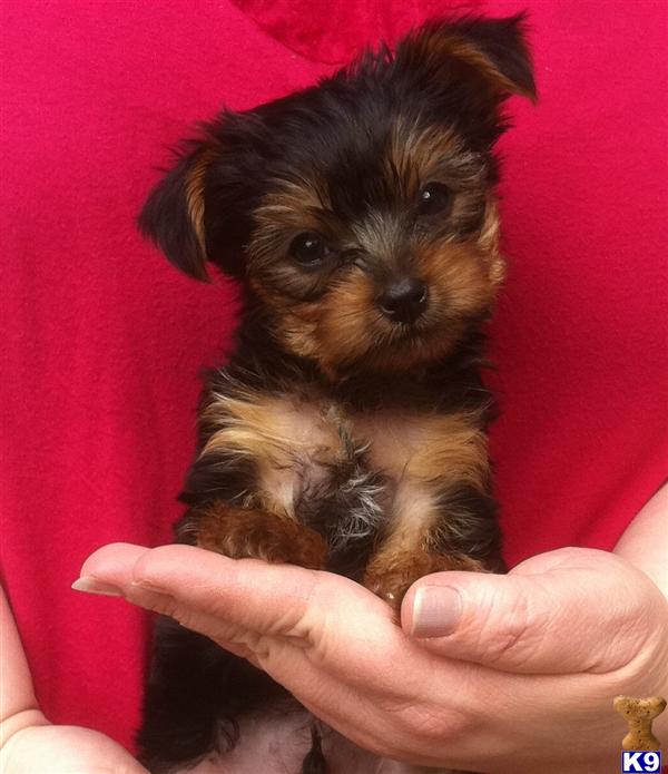 Yorkshire Terrier Puppies in TX