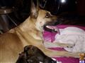 Belgian Malinois