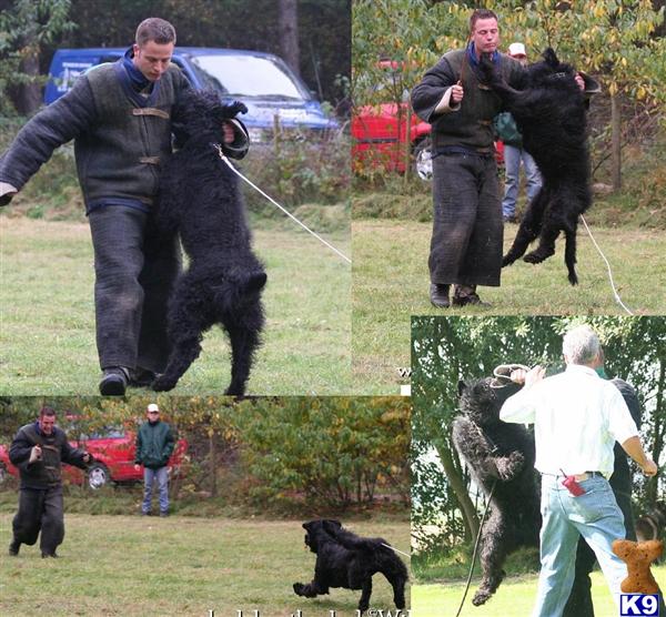 Stud Dogs - Bouvier des Flandres