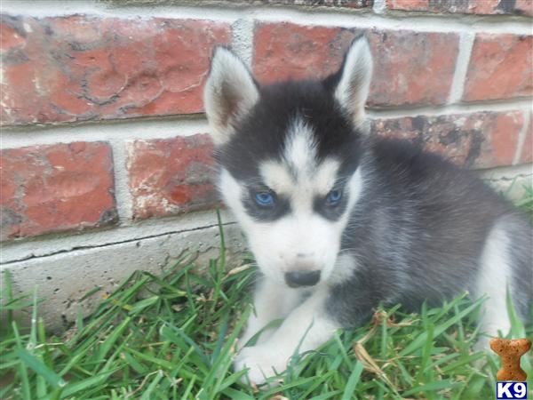 husky puppies for sale tx document moved husky puppies for sale tx document moved