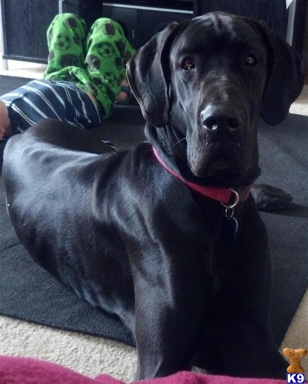 Stud Dogs - Great Dane