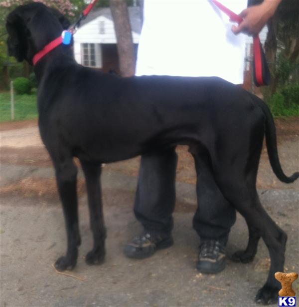 Stud Dogs - Great Dane