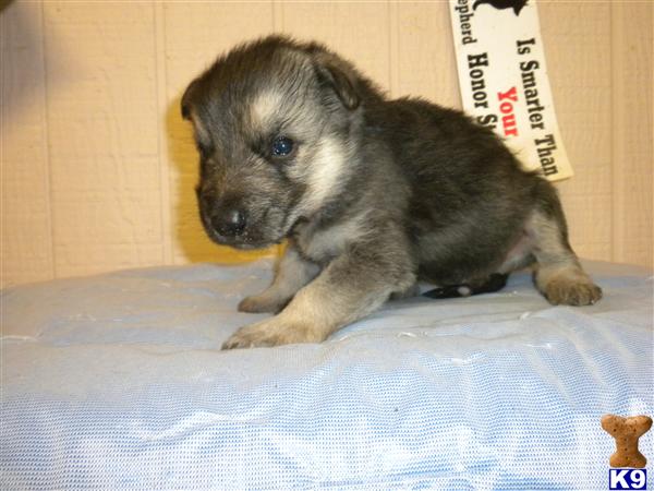 German Shepherd Puppies in TX