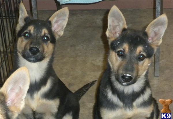 German Shepherd Puppies in TX
